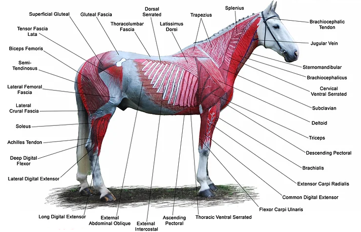 Musculature