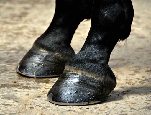 Hooves - "No Hoof, No Horse"